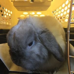 Meet your Posher, Chattapron